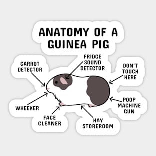 Anatomy of a Guinea Pig: Brown and White Sticker